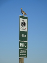 Tympanuchus phasianellus