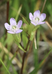 Gentianella amarella acuta