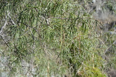 Chilopsis linearis