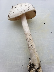 Amanita populiphila