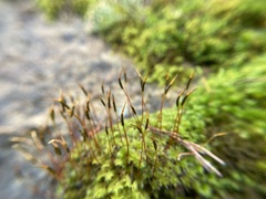 Syntrichia