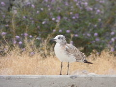 Leucophaeus atricilla