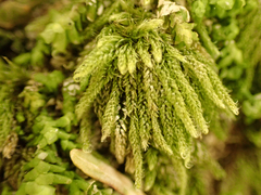 Hypnum circinale