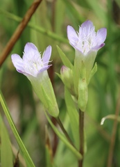 Gentianella amarella acuta