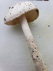 Amanita populiphila