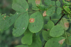 Mycosphaerella fraxinicola