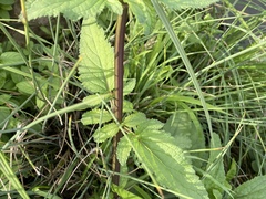 Scrophularia auriculata