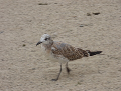 Leucophaeus atricilla