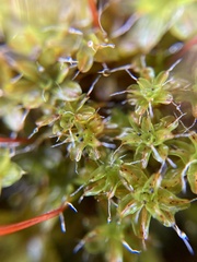 Syntrichia
