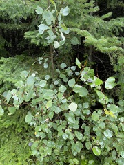 Populus grandidentata