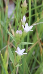 Gentianella amarella acuta