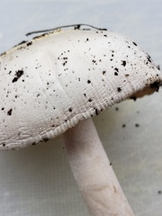 Amanita populiphila