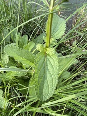 Scrophularia auriculata