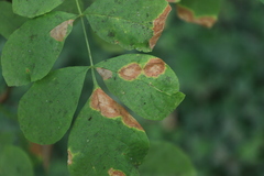 Mycosphaerella fraxinicola