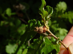 Andricus galeatus