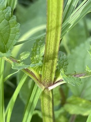 Scrophularia auriculata