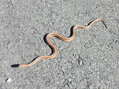 Thamnophis sirtalis pallidulus