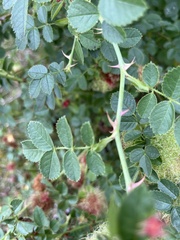 Rosa rubiginosa