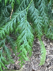 Thuja plicata