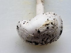 Amanita populiphila