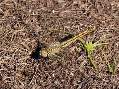 Brachythemis impartita