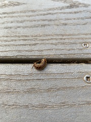 Lithobiomorpha