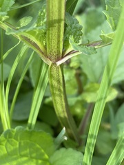 Scrophularia auriculata