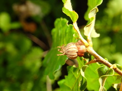 Andricus galeatus