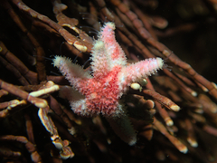 Leptasterias hexactis