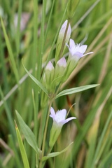 Gentianella amarella acuta