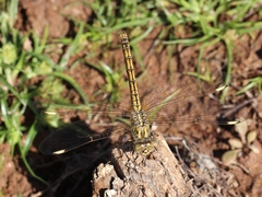 Brachythemis impartita