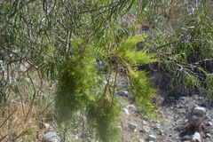 Chilopsis linearis