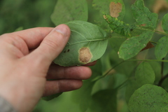 Mycosphaerella fraxinicola