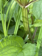 Scrophularia auriculata