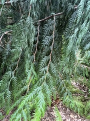 Thuja plicata