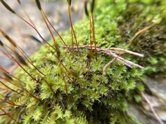 Syntrichia