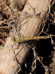 Brachythemis impartita