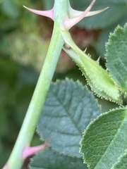 Rosa rubiginosa