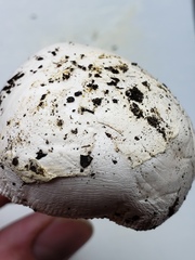 Amanita populiphila