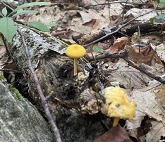 Pluteus chrysophlebius