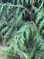 Thuja plicata