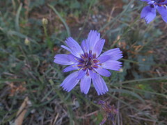 Catananche caerulea