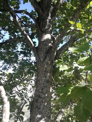 Alnus cordata