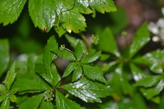Sanicula trifoliata