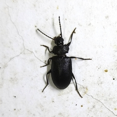 Anaedus