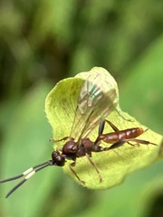 Cratichneumon