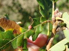 Neuroterus anthracinus