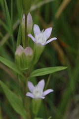 Gentianella amarella acuta
