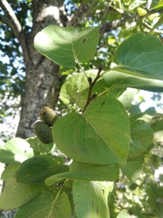 Alnus cordata