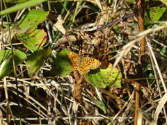 Boloria